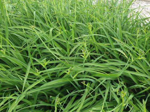 Bild von /bilder/bluehapp/thumb/HEMHWJ_Hemerocallis_x_cult___White_Jade__P1_0__P-3602077001_T-k_K-25_Y-20_13112_aktiv_.jpg