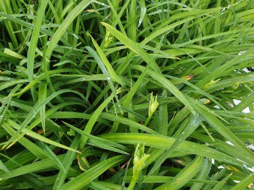 Bild von /bilder/bluehapp/thumb/HEMHWZ_Hemerocallis_x_cult___White_Zone__P1_0__P-3602080001_T-k_K-26_Y-20_42266_aktiv_.jpg