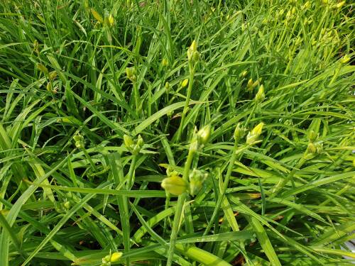 Bild von /bilder/bluehapp/thumb/HEMHWZ_Hemerocallis_x_cult___White_Zone__P1_0__P-3602080001_T-k_K-27_Y-20_38653_aktiv_.jpg