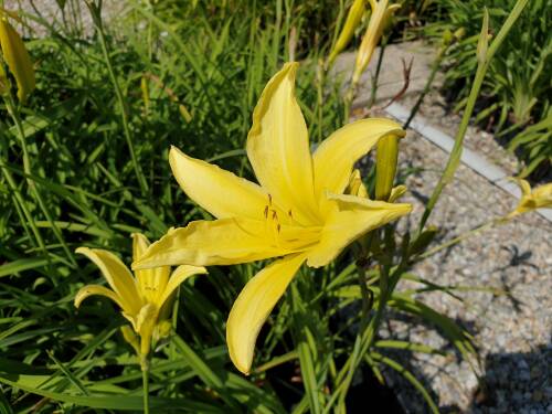 Bild von /bilder/bluehapp/thumb/HEML_Hemerocallis_lilioasphodelus_P1_0__P-3602500001_T-b_K-29_Y-19_34215_aktiv_.jpg