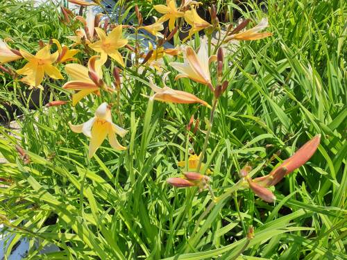 Bild von /bilder/bluehapp/thumb/HEMT_Hemerocallis_thunbergii_P0_5__P-3604000001_T-b_K-22_Y-20_67921_aktiv_.jpg