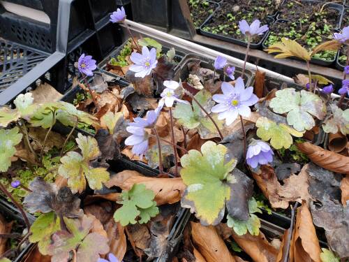 Bild von /bilder/bluehapp/thumb/HEPT_Hepatica_transsylvanica_P0_5__P-3622000001_T-k_K-9_Y-20_42950_aktiv_.jpg