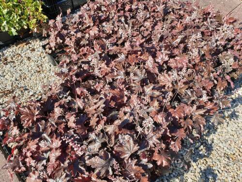 Bild von /bilder/bluehapp/thumb/HEUHBB_Heucherella_x_cult___Burnished_BroncP0_5__P-3701220001_T-b_K-20_Y-19_84025_aktiv_.jpg