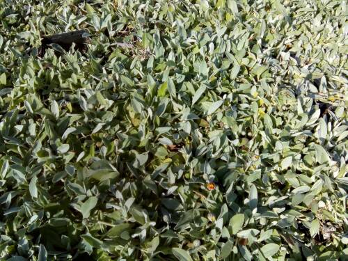 Bild von /bilder/bluehapp/thumb/HIEPNI_Hieracium_pilosella__Niveum__P0_5__P-3722010001_T-k_K-21_Y-19_51607_aktiv_.jpg