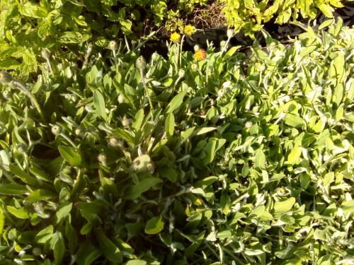 Bild von /bilder/bluehapp/thumb/HIEP_Hieracium_pilosella_P0_5__P-3722000001_T-k_K-21_Y-19_19810_aktiv_.jpg