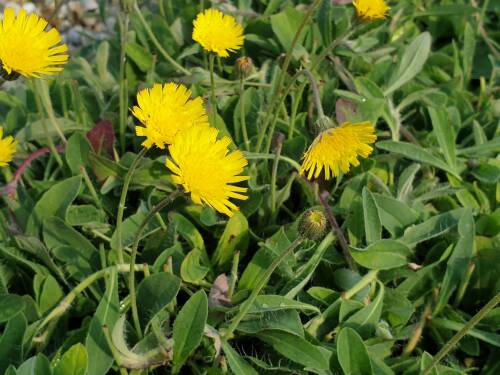 Bild von /bilder/bluehapp/thumb/HIEP_Hieracium_pilosella_P0_5__P-3722000001_T-k_K-38_Y-20_11121_aktiv_.jpg