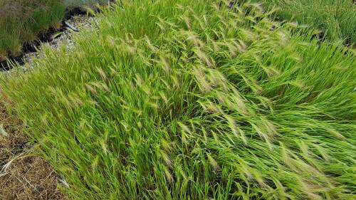 Bild von HORJ_Hordeum_jubatum_P0_5__P-7871000001_T-b_K-23_Y-19_62815_aktiv_.jpg