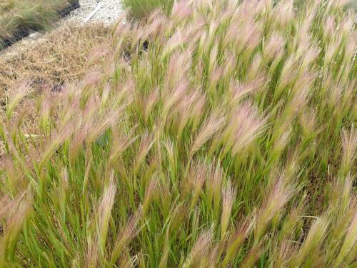 Bild von HORJ_Hordeum_jubatum_P0_5__P-7871000001_T-b_K-23_Y-20_93177_aktiv_.jpg