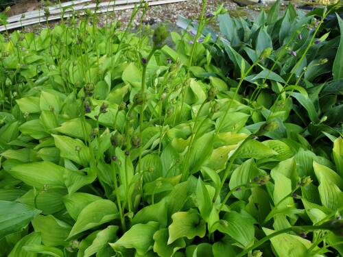 Bild von /bilder/bluehapp/thumb/HOSHHS_Hosta_x_cult___Hydon_Sunset__P1_0__P-3763572001_T-k_K-26_Y-19_18561_aktiv_.jpg