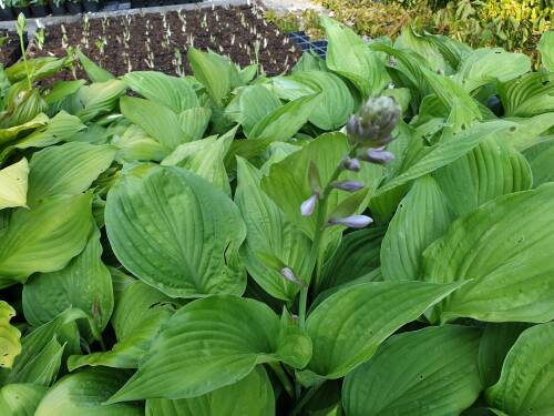 Bild von /bilder/bluehapp/thumb/HOSHSO_Hosta_x_cult___Solarkugel__P1_0__P-3763586901_T-b_K-26_Y-19_21321_aktiv_.jpg