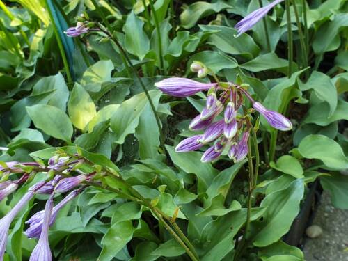 Bild von /bilder/bluehapp/thumb/HOSMI_Hosta_minima_P0_5__P-3765100001_T-b_K-27_Y-19_78413_aktiv_.jpg