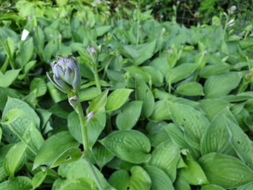 Bild von /bilder/bluehapp/thumb/HOSSI_Hosta_sieboldiana_P1_0__P-3767500001_T-k_K-26_Y-19_59188_aktiv_.jpg