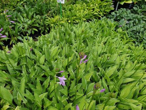 Bild von /bilder/bluehapp/thumb/HOSS_Hosta_sieboldii_P1_0__P-3768000001_T-k_K-31_Y-19_80061_aktiv_.jpg