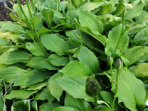 Bild von /bilder/bluehapp/thumb/HOSUER_Hosta_undulata__Erromena__P1_0__P-3769415001_T-b_K-26_Y-19_81232_aktiv_.jpg