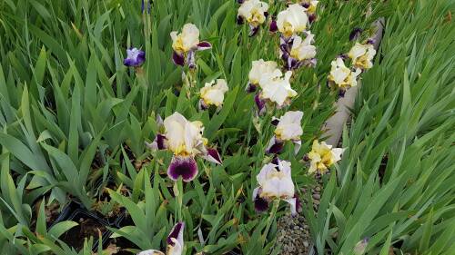 Bild von /bilder/bluehapp/thumb/IRIBEAM_Iris_x_barb__elat___Ambassador__P1_0__P-4001007001_T-b_K-23_Y-19_10776_aktiv_.jpg