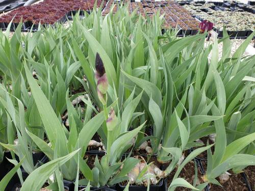Bild von /bilder/bluehapp/thumb/IRIBEBDR_Iris_x_b__elat___Buisson_de_Roses__P1_0__P-4001013001_T-k_K-19_Y-19_18236_aktiv_.jpg