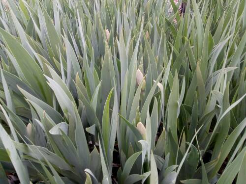 Bild von Iris x-barb.-elatior Empress of India