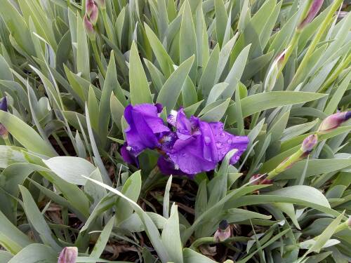 Bild von /bilder/bluehapp/thumb/IRIBELA_Iris_x_barb__elat___Lovely_Again__P1_0__P-4001057001_T-b_K-18_Y-19_28051_aktiv_.jpg