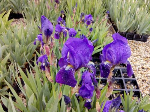 Bild von /bilder/bluehapp/thumb/IRIBELA_Iris_x_barb__elat___Lovely_Again__P1_0__P-4001057001_T-b_K-20_Y-19_49833_aktiv_.jpg