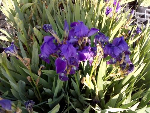 Bild von /bilder/bluehapp/thumb/IRIBELA_Iris_x_barb__elat___Lovely_Again__P1_0__P-4001057001_T-b_K-21_Y-19_58420_aktiv_.jpg