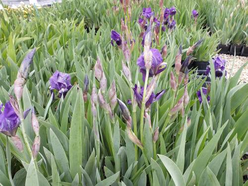 Bild von Iris x-barb.-elatior Lovely Again