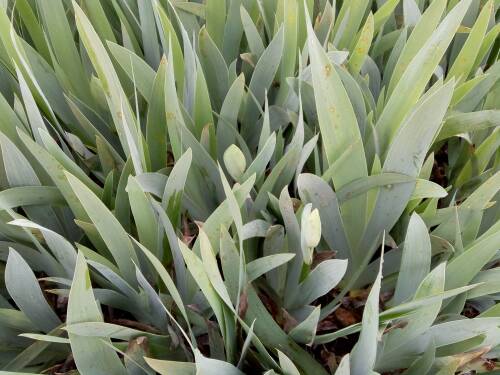 Bild von /bilder/bluehapp/thumb/IRIBELU_Iris_x_barb__elat___Lugano__P1_0__P-4001057501_T-k_K-20_Y-19_18234_aktiv_.jpg