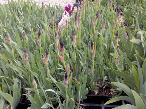 Bild von /bilder/bluehapp/thumb/IRIBERA_Iris_x_barb__elat___Ranger__P1_0__P-4001056501_T-b_K-18_Y-19_68513_aktiv_.jpg