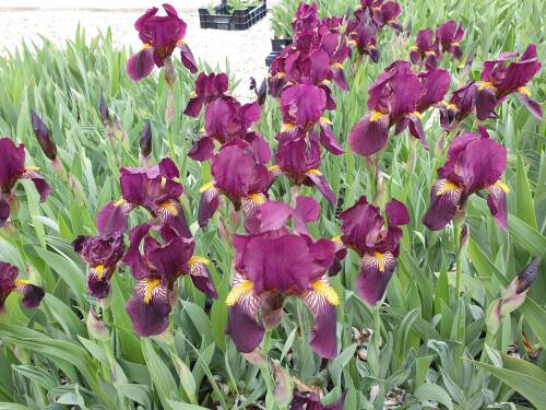 Bild von /bilder/bluehapp/thumb/IRIBERA_Iris_x_barb__elat___Ranger__P1_0__P-4001056501_T-b_K-19_Y-19_86913_aktiv_.jpg