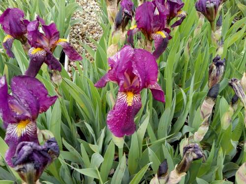 Bild von /bilder/bluehapp/thumb/IRIBERA_Iris_x_barb__elat___Ranger__P1_0__P-4001056501_T-b_K-20_Y-19_55487_aktiv_.jpg