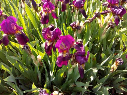 Bild von /bilder/bluehapp/thumb/IRIBERA_Iris_x_barb__elat___Ranger__P1_0__P-4001056501_T-b_K-21_Y-19_87952_aktiv_.jpg