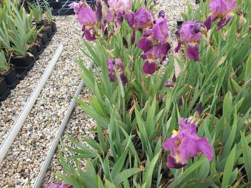 Bild von /bilder/bluehapp/thumb/IRIBERO_Iris_x_barb__elat___Rosenquarz__P1_0__P-4001077001_T-b_K-22_Y-20_87209_aktiv_.jpg