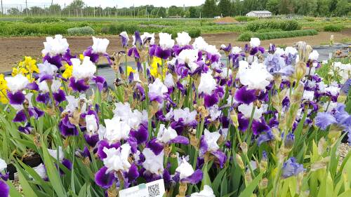 Bild von /bilder/bluehapp/thumb/IRIBESM_Iris_x_barb__elat___Snow_Mound__P1_0__P-4001086001_T-b_K-23_Y-19_93559_aktiv_.jpg