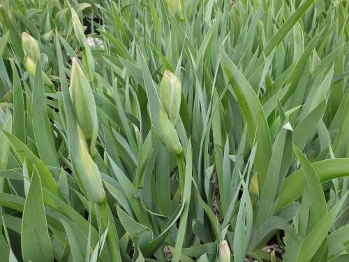 Bild von /bilder/bluehapp/thumb/IRIBESU_Iris_x_barb__elat___Superstition__P1_0__P-4001093001_T-k_K-19_Y-19_77021_aktiv_.jpg
