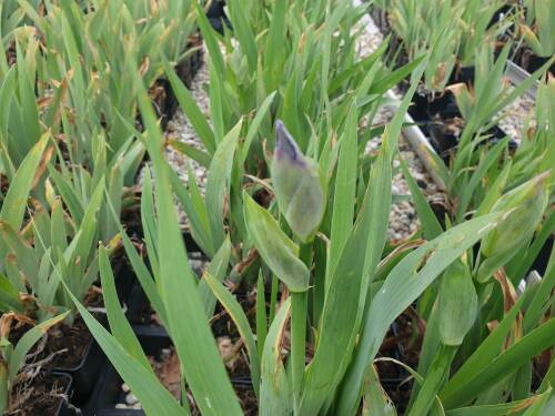 Bild von /bilder/bluehapp/thumb/IRIBEWA_Iris_x_barb__elat___Wabash__P1_0__P-4001094001_T-k_K-20_Y-20_44491_aktiv_.jpg