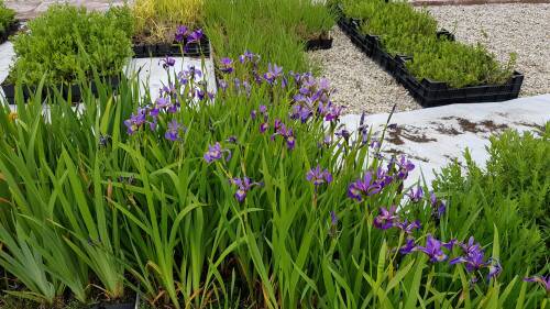 Bild von /bilder/bluehapp/thumb/IRILA_Iris_laevigata_P0_5__P-4005500001_T-b_K-23_Y-19_81075_aktiv_.jpg