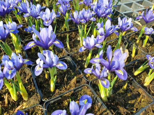 Bild von /bilder/bluehapp/thumb/IRIRHA_Iris_reticulata__Harmony__P0_5__P-4006420001_T-b_K-12_Y-20_12138_aktiv_.jpg