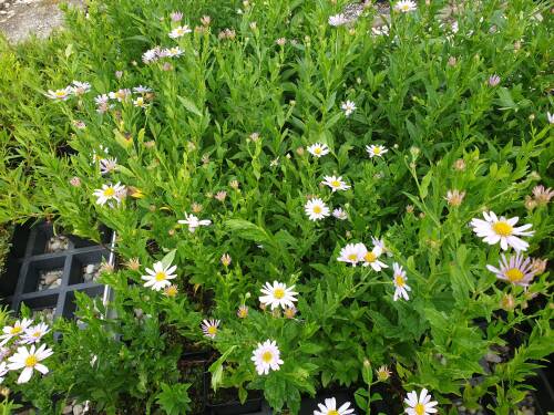 Bild von /bilder/bluehapp/thumb/KALIBS_Kalimeris_incisa__Blue_Star__P0_5__P-4081010001_T-b_K-26_Y-20_74333_aktiv_.jpg