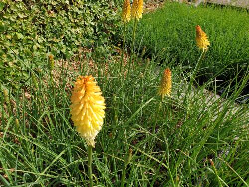 Bild von /bilder/bluehapp/thumb/KNIUMO_Kniphofia_uvaria__Moonstone___P1_0__P-4141537001_T-k_K-25_Y-19_12531_aktiv_.jpg