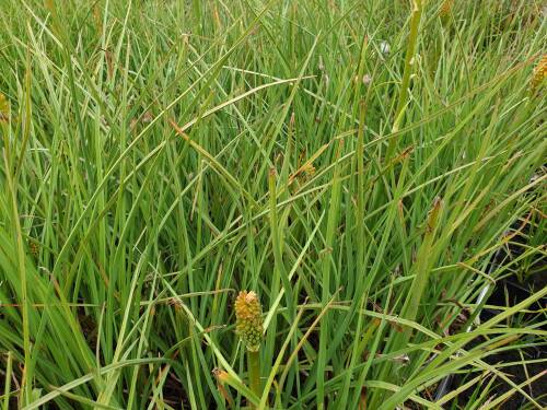 Bild von /bilder/bluehapp/thumb/KNIUMO_Kniphofia_uvaria__Moonstone___P1_0__P-4141537001_T-k_K-29_Y-20_93009_aktiv_.jpg