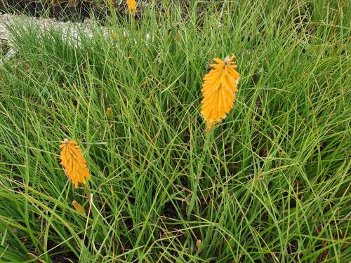 Bild von Kniphofia uvaria Popsicle