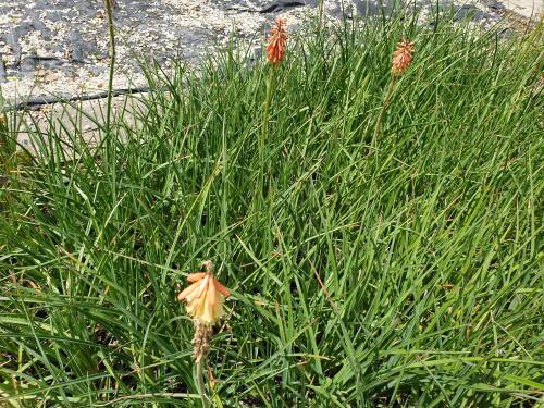 Bild von Kniphofia uvaria Royal Castel