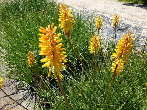 Bild von /bilder/bluehapp/thumb/KNIURE_Kniphofia_uvaria__Rich_Echoes__P1_0__P-4141532001_T-b_K-27_Y-19_28372_aktiv_.jpg