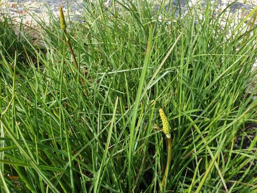 Bild von /bilder/bluehapp/thumb/KNIURE_Kniphofia_uvaria__Rich_Echoes__P1_0__P-4141532001_T-k_K-25_Y-19_21819_aktiv_.jpg