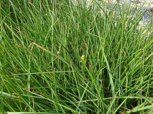 Bild von /bilder/bluehapp/thumb/KNIU_Kniphofia_uvaria__neue__engl__cult__P0_5__P-4142010001_T-k_K-25_Y-19_53206_aktiv_.jpg