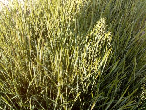 Bild von /bilder/bluehapp/thumb/KOEG_Koeleria_glauca_P0_5__P-7921000001_T-b_K-21_Y-19_11173_aktiv_.jpg
