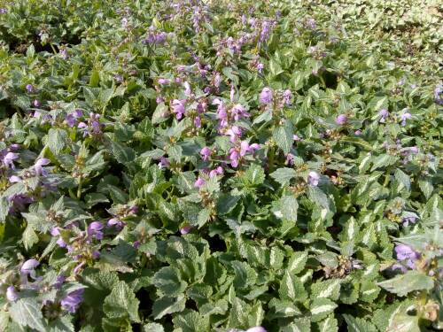 Bild von /bilder/bluehapp/thumb/LAMMCH_Lamium_maculatum__Chequers__P0_5__P-4181020001_T-b_K-14_Y-19_81006_aktiv_.jpg