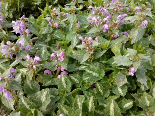 Bild von /bilder/bluehapp/thumb/LAMMCH_Lamium_maculatum__Chequers__P0_5__P-4181020001_T-b_K-15_Y-19_30960_aktiv_.jpg