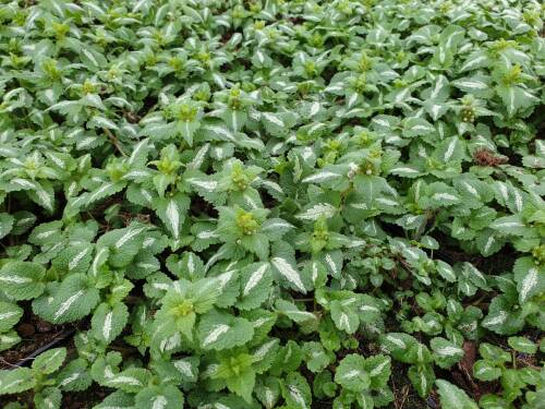Bild von LAMMCH_Lamium_maculatum__Chequers__P0_5__P-4181020001_T-k_K-10_Y-19_20083.jpg