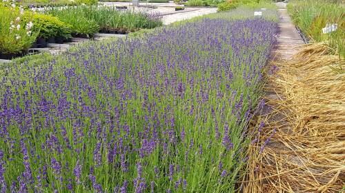 Bild von /bilder/bluehapp/thumb/LAVAHB_Lavandula_ang___Hidcote_Blue____C3_0__P-4241020003_T-b_K-25_Y-19_18657_aktiv_.jpg