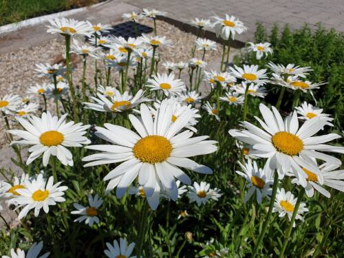 Bild von /bilder/bluehapp/thumb/LEUSBE_Leucanthemum_superbum__Beethofen__P0_5__P-4295510001_T-b_K-27_Y-19_47006_aktiv_.jpg